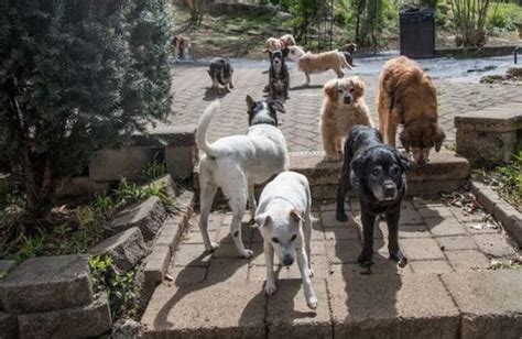 Senior Dog Sanctuary Uses Social Media To Save Dogs Across The Country