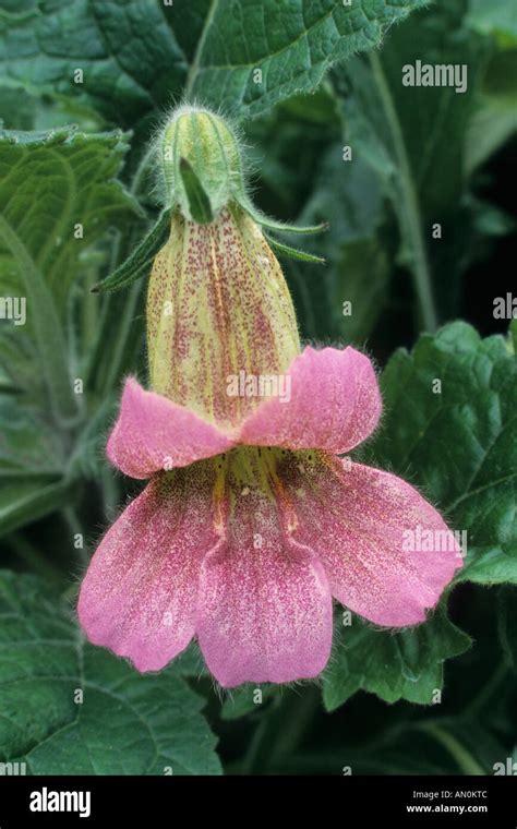 Rehmannia Hi Res Stock Photography And Images Alamy