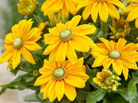 Rudbekia Green Eyes Rudbekia Hirta Z Tozielona Cena Opinie