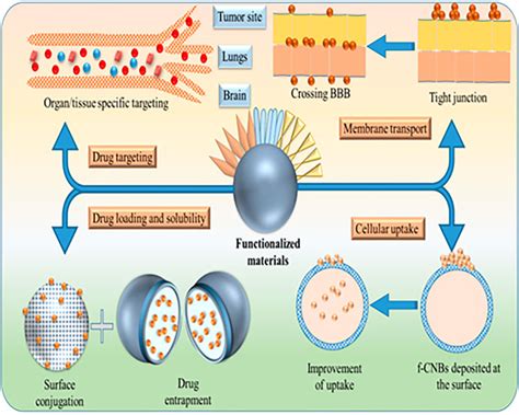 Frontiers Drug Delivery With Carbon Based Nanomaterials As Versatile