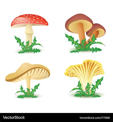 Mushrooms Royalty Free Vector Image Vectorstock