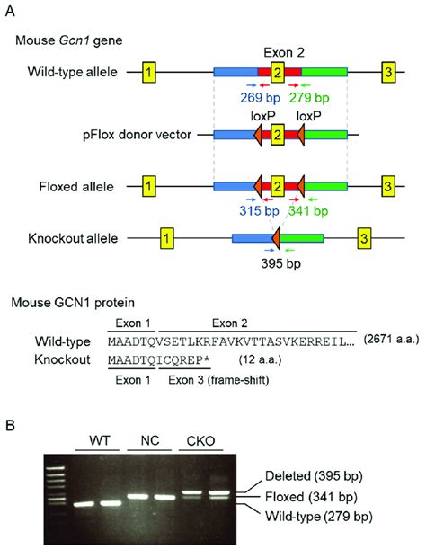 Tamoxifen Induced Gcn1 Exon2 Conditional Knockout A A Schematic