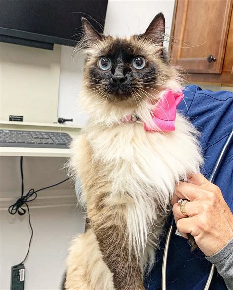 Parkway Veterinary Hospital... - Parkway Veterinary Hospital