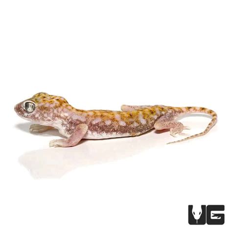 Egyptian Sand Geckos Stenodactylus Petrii For Sale Underground Reptiles