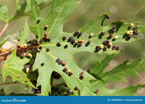 Black Galls Caused By Maple Bladder Gall Mite Or Vasates Quadripedes On Silver Maple Acer