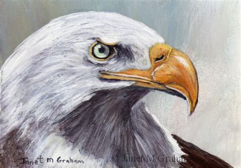 Janet M Grahams Painting Blog Bald Eagle Aceo In Acrylics