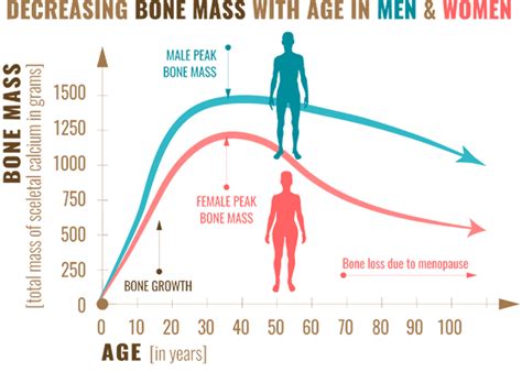 Normal Bone Mass Percentage Chart Scale Composition Muscle