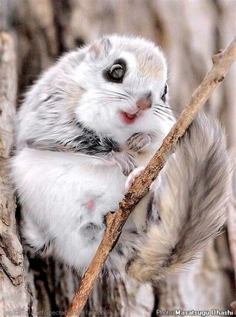 Strange, Rare, And Beautiful Animals : Japanese Dwarf Flying Squirrel