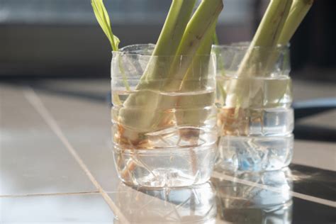 10 Reasons To Grow Lemongrass No Matter Where You Live