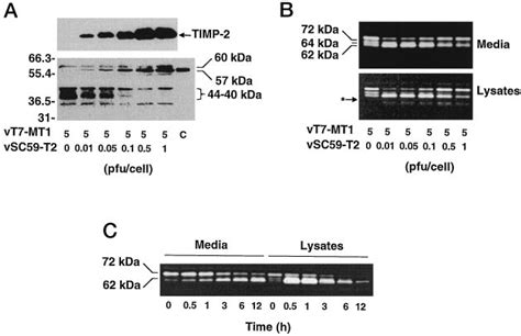 TIMP 2 Enhances The Activation Of Pro MMP 2 By MT1 MMP And Induces The