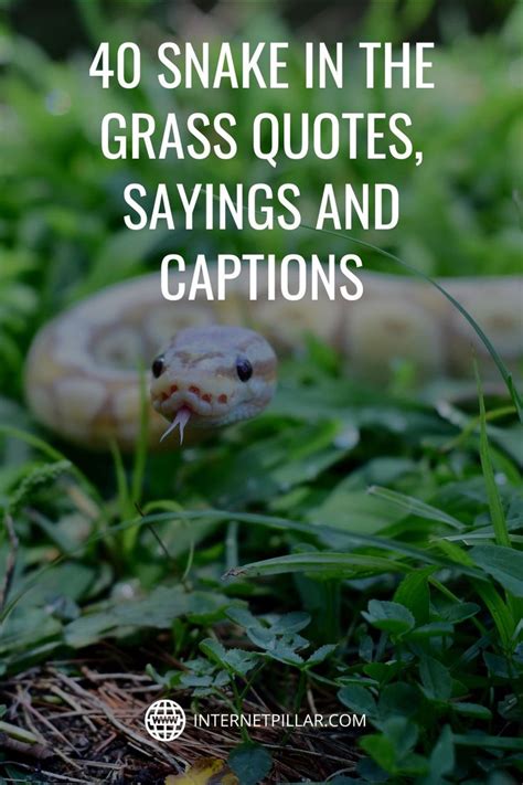 A Snake In The Grass With Text Overlay That Reads Snakes In The