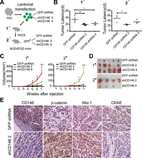 Reduced Cd146 Expression Promotes Tumorigenesis Of Crc A Experimental