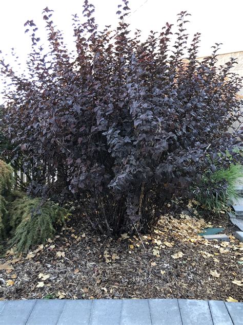 19+ physocarpus pruning plants - AmatAnnice