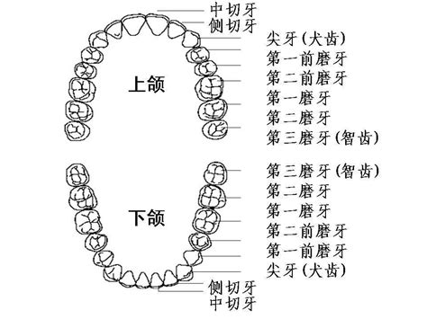 康慧笔记资料库 乳牙和恒牙