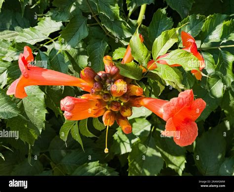 Beautiful Red Flowers Of The Trumpet Vine Or Trumpet Creeper Campsis