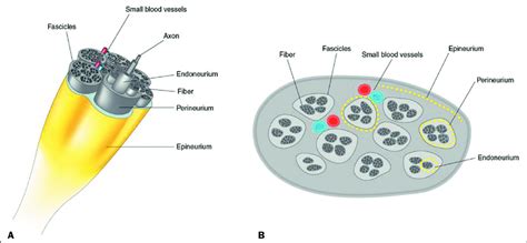 Schematic Representations Of A Normal Peripheral Nerve And Its