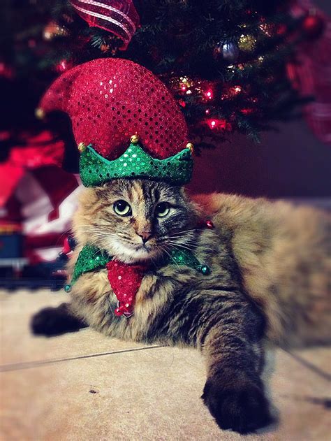 Elf Cat | Elf cat, Pets, Elf