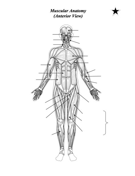anterior Diagram | Quizlet