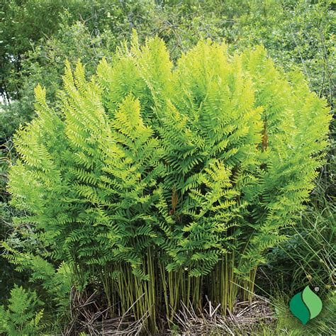 Osmunda regalis 'Royal Fern' - DeGroot