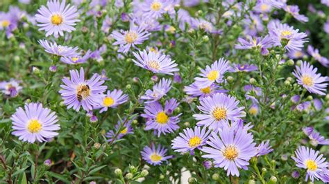 Perennial Asters Mulhalls