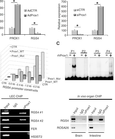 PROX1 Downregulates The Expression Of RGS4 By Binding To The RGS4