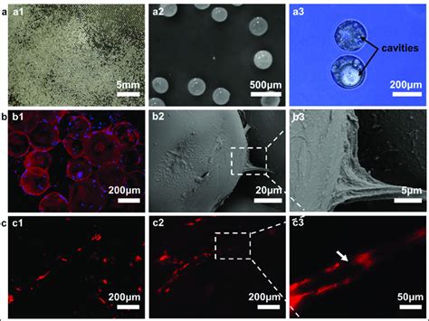 Plga Microspheres And Fibrin Gel A Morphology And Structure Of Plga