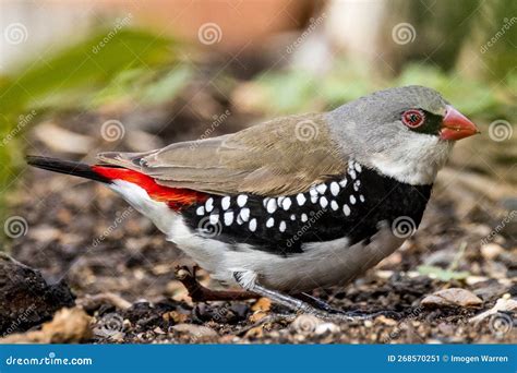Diamond Firetail in Victoria Australia Stock Image - Image of spots