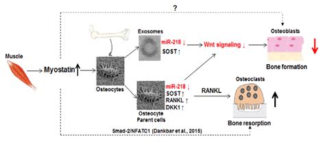 A Schema Of The Putative Mechanisms By Which Myostatin May Influence