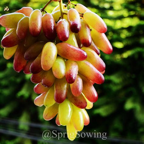 Manicure Finger Grapes Seeds