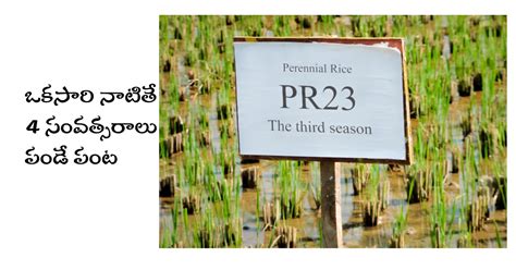 Perennial Rice