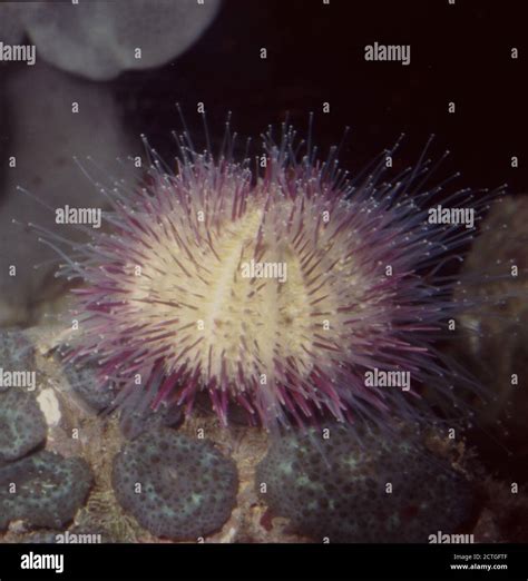 Green Or Variegated Sea Urchin Lytechinus Variegatus Stock Photo Alamy