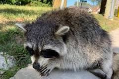 Distemper in Raccoon - Symptoms and Treatment. - Pest & Animal Removal ...