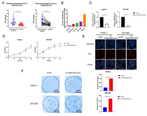 The Effect Of TRAF3IP2 AS1 Knockdown On PDAC Cell Proliferation And