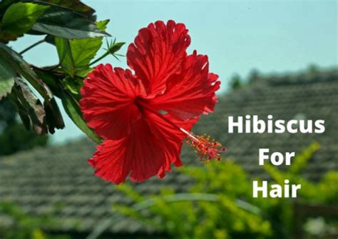 Amazing Benefits Of Hibiscus For Hair Growth Lifestylica