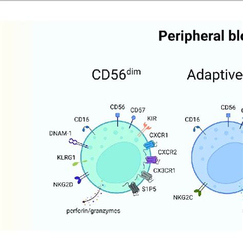 Nk Cell Subsets Described In Csf And Pb Of Ms Patients Nk Cell