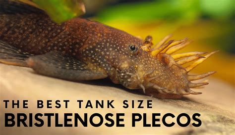 Albino Bristlenose Pleco (Ancistrus Cirrhosus) –, 55% OFF