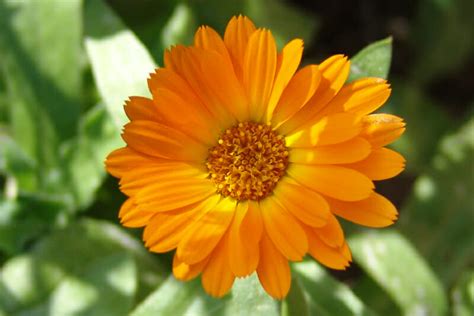 Medicinal Uses Of Marigolds Off The Grid News