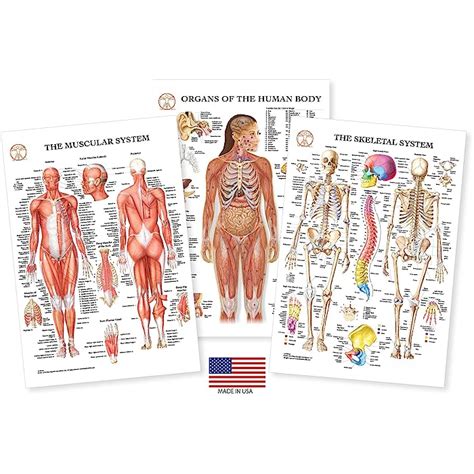 Buy Human Body Anatomy Laminated 3 Poster Set Includes Skeletal System Muscular System And