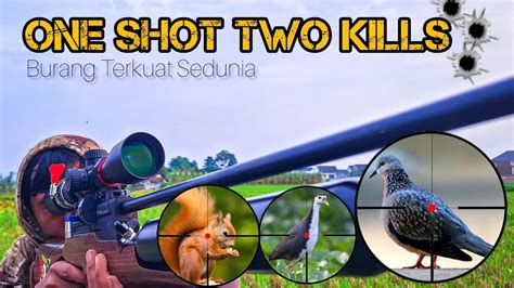 SADIS 1 Shot 2 KILL Berburu Burung Terkuat Sedunia YouTube