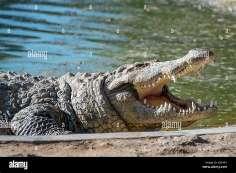 Nile Crocodile Crocodylus Niloticus Crocodile Farm Otjiwarongo