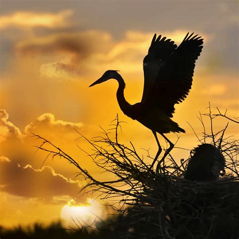 Crowd Results Birds In Silhouette Bird Photo Contest Photocrowd