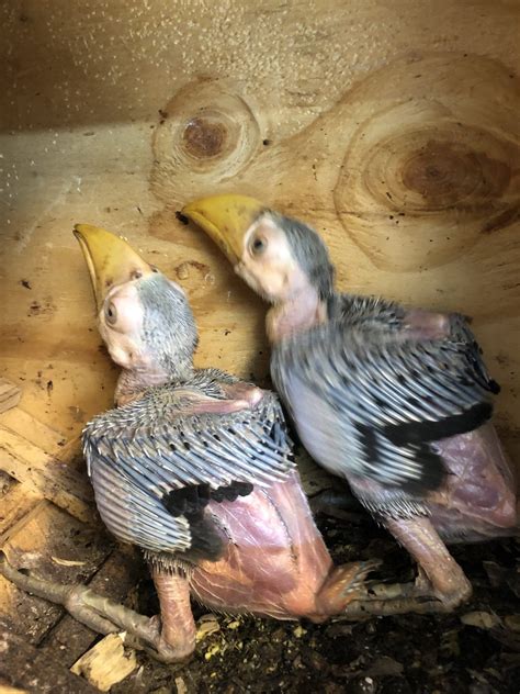 Toucan Chicks Growth Timeline (FIRST-EVER hatched at Tanganyika ...