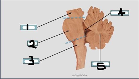 Flashcards Brain Stem Anatomy Sem B Quizlet