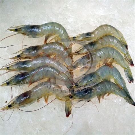 Jual Jual Udang Vaname Segar Per Kg Di Lapak Pelelangan Ikan Shop