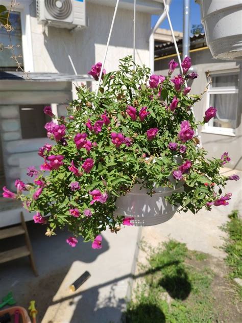 Антирринум ампельный | Plants, Garden, Nature