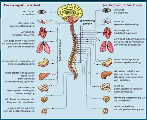 Autonome Zenuwstelsel Sympathicus En Parasympathicus Artofit