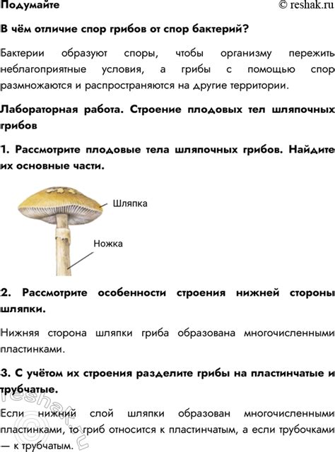 (Решено)Параграф 14 ГДЗ Пасечник 5 класс Бактерии Грибы Растения по ...