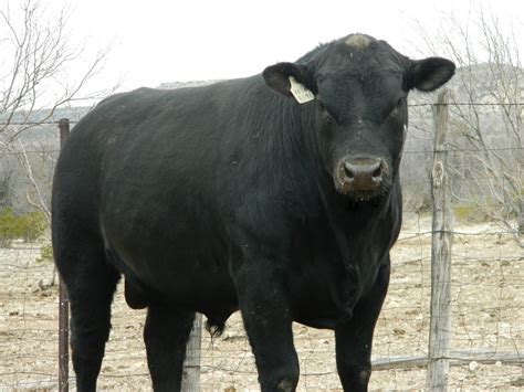 18 24 Month Old Angus Bulls Sell On March 10 2015 Mckenzie Land