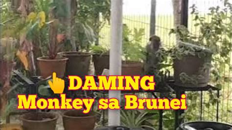 GRABI MGA UNGGOY ANG DAMI NILA NAGKALAT SA BRUNEI DARUSSALAM