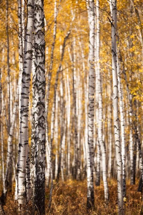 Thick Forest Of Birch Trees In The Fall In Krasnoyarsk Stock Photo